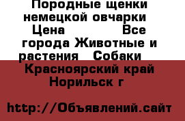 Породные щенки немецкой овчарки › Цена ­ 24 000 - Все города Животные и растения » Собаки   . Красноярский край,Норильск г.